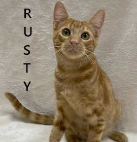 Photo of Rusty