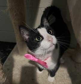 Photo of Ori (forever foster)