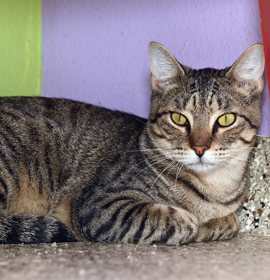 Photo of Andy Purrnard