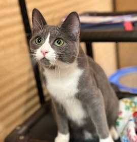 Photo of Joan Rivers