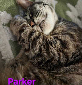 Photo of Parker