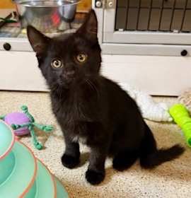 Photo of Kitten Hanbin