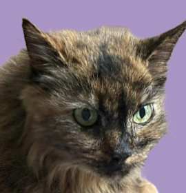 Photo of Stray Oncé