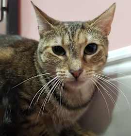 Photo of Little Girl