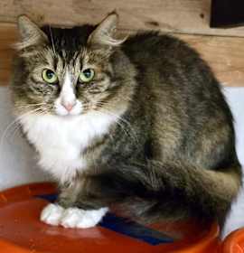 Photo of Matilda needs urgent foster