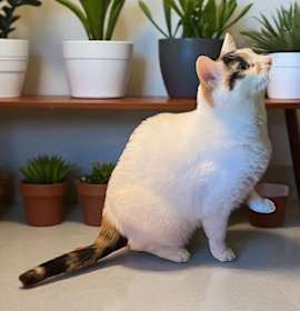 Photo of Cedar aka jumper