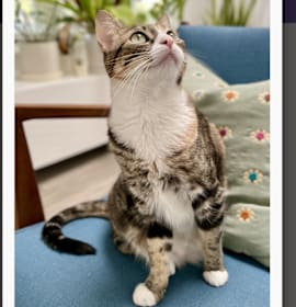 Photo of Olive