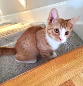 Photo of Gregory Peck