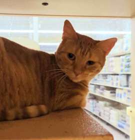 Photo of Ginger
