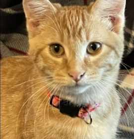 Photo of Princess Rusty