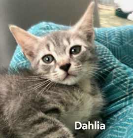 Photo of Dahlia