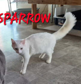 Photo of Sparrow Bird