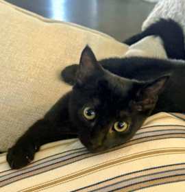 Photo of Little Boss