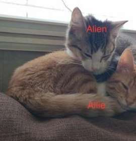 Photo of Alien