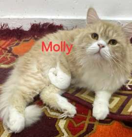 Photo of Molly