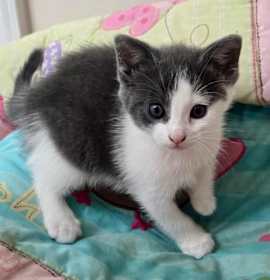 Photo of Stella