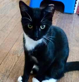 Photo of Gatsby
