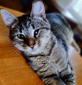 Photo of Betty