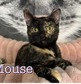 Photo of Mouse
