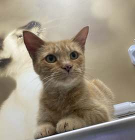 Photo of Ralphie Girl