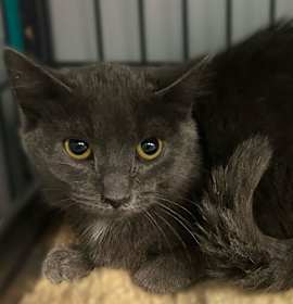 Photo of Unfrosted Poptarts