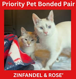 Photo of Zinfandel *A PRIORITY PET*