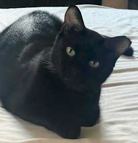 Photo of Pablo - life’s better with a little paw-casso