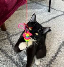 Photo of Tsuki (Trancis)