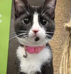Photo of Cadbury