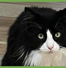 Photo of Bandit