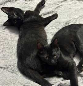 Photo of Tubs (Foster Kitten)