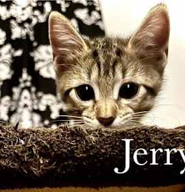 Photo of Jerry