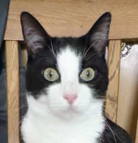 Photo of Henry (brother of Rose)