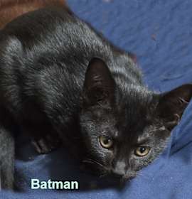 Photo of Batman