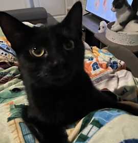 Photo of Didi (25-155 C)