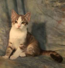 Photo of Hermalee (FeLV+)