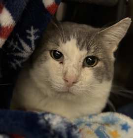 Photo of Woodward (25-188 C)