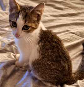 Photo of Luna