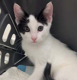 Photo of Cyndi - female kitten