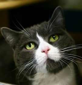 Photo of Moni - Available In Foster