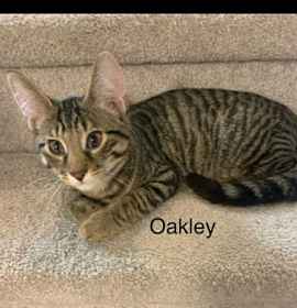 Photo of Oakley(bonded with Tobey and T
