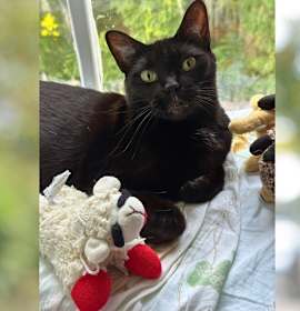 Photo of Lil' Bit (Jen's)