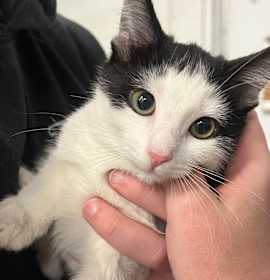 Photo of Turtle in Rockville, MD