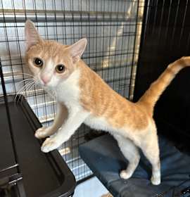 Photo of Peaches
