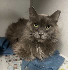 Photo of Chunky Monkey