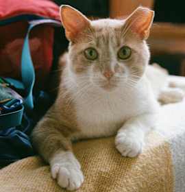 Photo of Maple Creemee