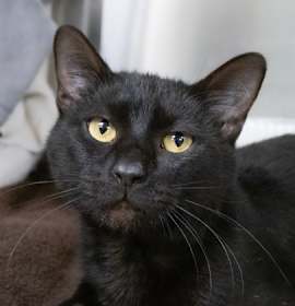 Photo of Royal Tenenbaum