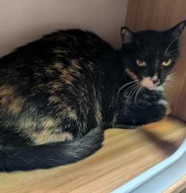 Photo of Kalli (Dark Tortie)