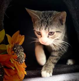 Photo of 1285 beanie baby