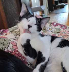 Photo of Onyx Ainsley-HA